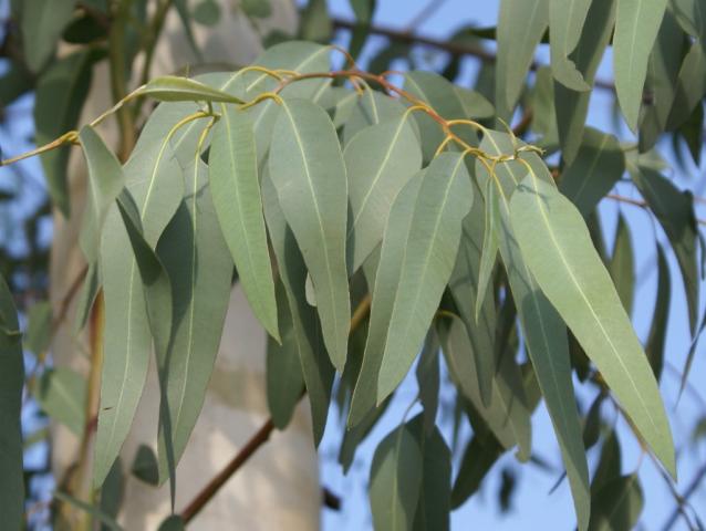 ملف:Eucalyptus2.jpg