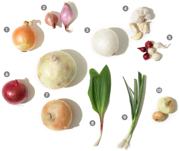 ملف:Onions main image.jpg