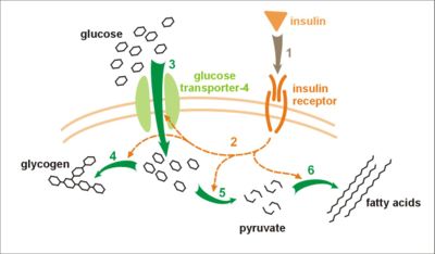 ملف:Insulin glucose metabolism.jpg