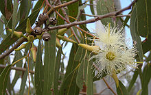 ملف:220px-Eucalyptus tereticornis flowers, capsules, buds and foliage.jpg