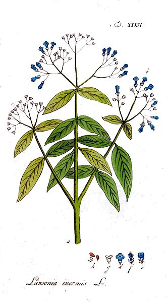 ملف:Lawsonia inermis.jpg