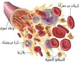 Blood cells.jpg
