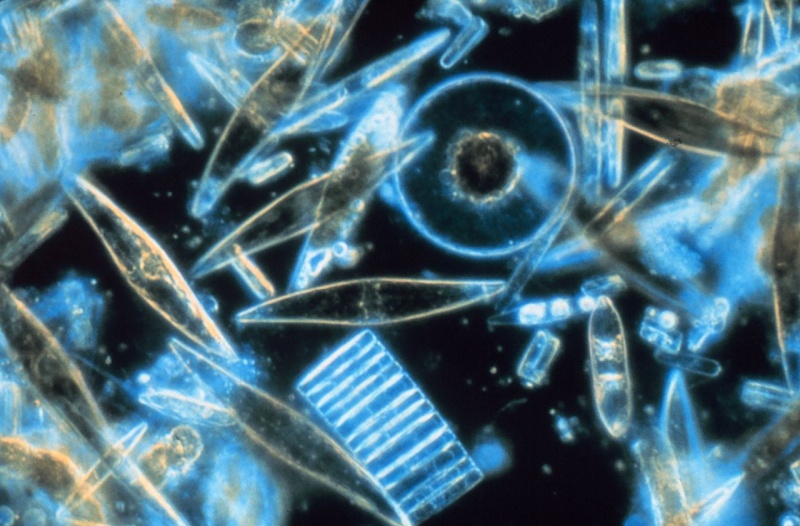 ملف:Diatoms through the microscope.jpg