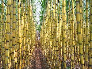 Sugar cane2.jpg