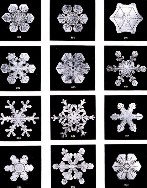 ملف:SnowflakesWilsonBentley.jpg