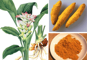 Curcuma.gif