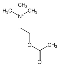 ملف:Acetylcholine.gif