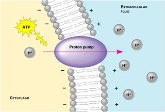 ملف:Proton pump.png