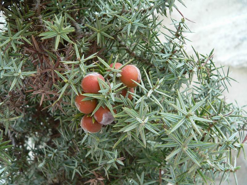 ملف:Juniperus oxycedrus.jpg