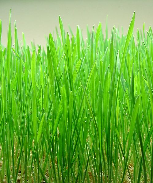ملف:Wheatgrass.jpg