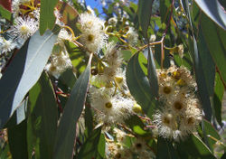 ملف:Eucalyptus flowers2.jpg