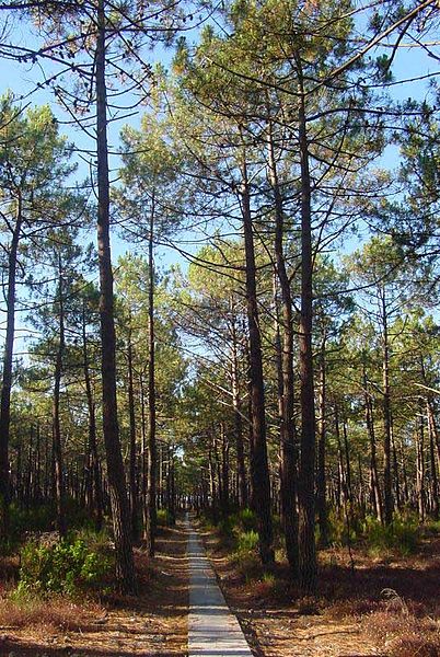 ملف:402px-Pinus pinaster.jpg