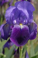 ملف:Iris germanica.jpg