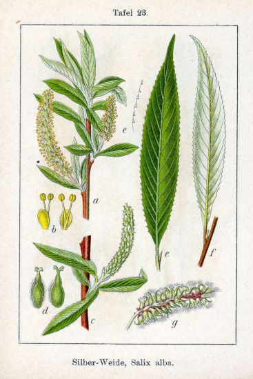 ملف:Salix-alba.jpg