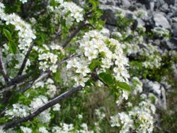ملف:Prunus mahaleb.jpg