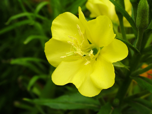 ملف:Evening-primrose-viable.jpg