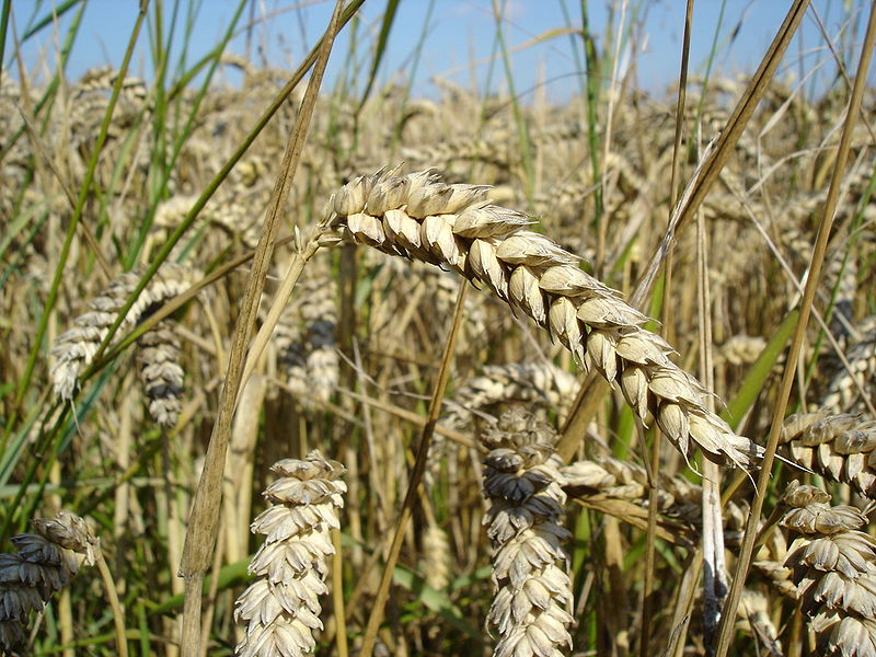 ملف:Wheat.JPG