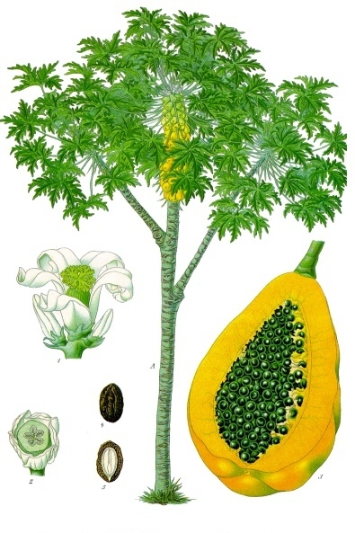 ملف:Carica papaya.jpg