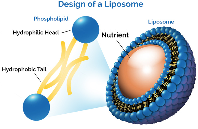 ملف:1-liposome-diagram.jpg