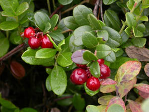 ملف:Cranberry-fruit.jpg