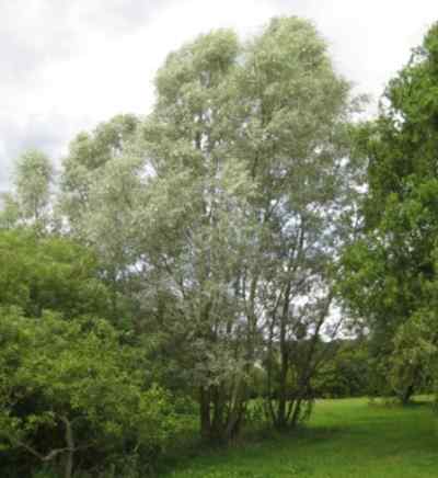 ملف:Salix alba2.JPG