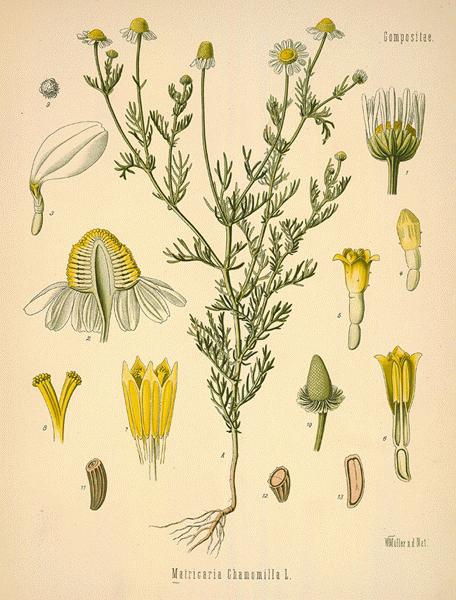 ملف:German chamomile.jpg