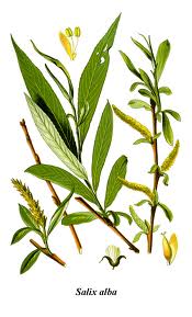 Salix alba.jpg