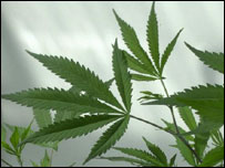 Cannabis1.jpg