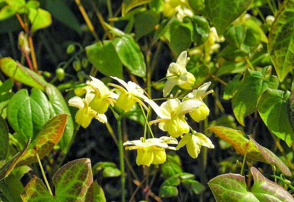 ملف:Horny Goat Weed Epimedium.jpg