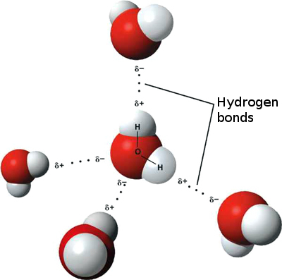 ملف:3D model hydrogen bonds in water.jpg