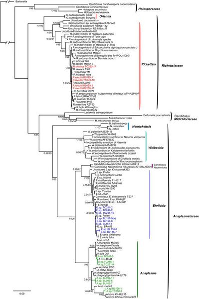 ملف:Rickettsiales.jpg