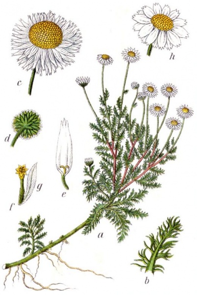 ملف:Chamomile.jpg