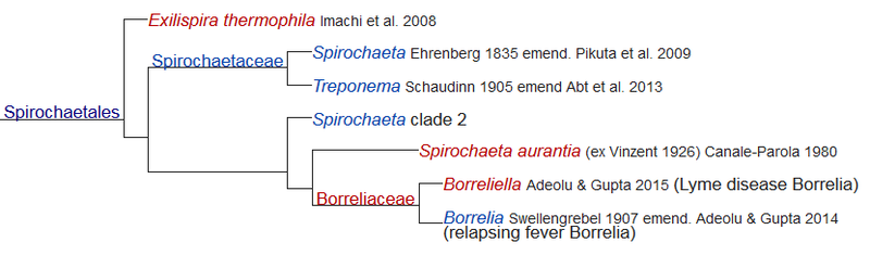 ملف:Spirochaetales.png