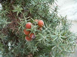 Juniperus oxycedrus.jpg