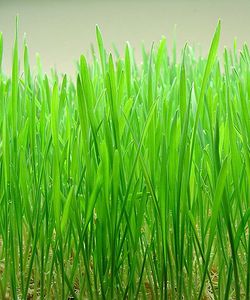 Wheatgrass.jpg