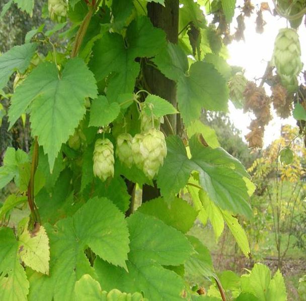 ملف:Humulus lupulus.jpg