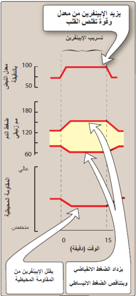 ملف:Adrenergic Agonists1.png