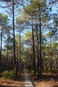 402px-Pinus pinaster.jpg