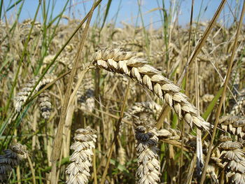 Wheat.JPG