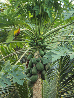 Carica papaya.jpg
