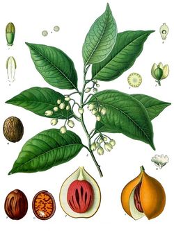 Myristica fragrans.jpg