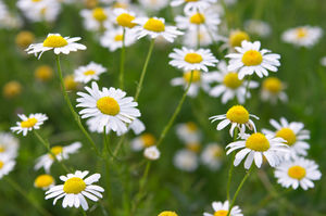 Chamomile2.jpg