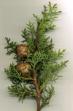 398px-Med Cypress.jpg