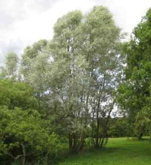 Salix alba2.JPG