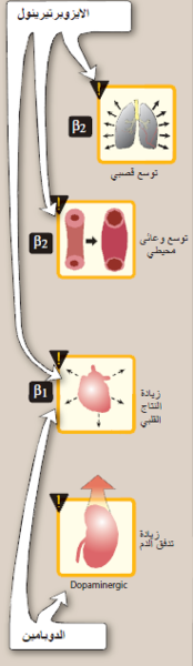 ملف:Adrenergic Agonists5.png