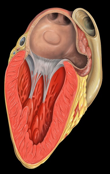 ملف:648px-Heart left atrial appendage tee view.jpg
