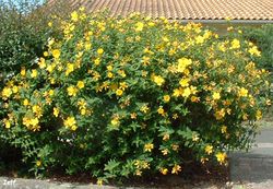 Hypericum perforatum.jpg