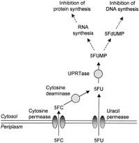 Flucytocine .machine.jpg